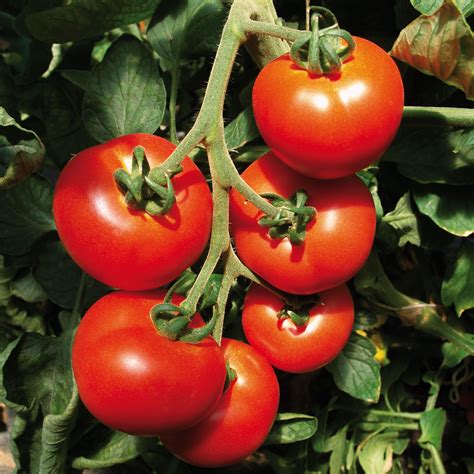vendeur plants de tomates greffes seine et marne